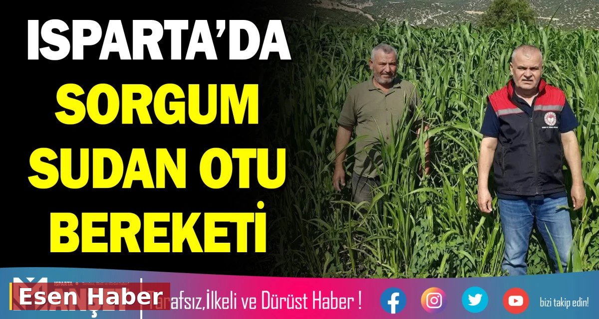 ISPARTA’DA SORGUM SUDAN OTU BEREKETİ