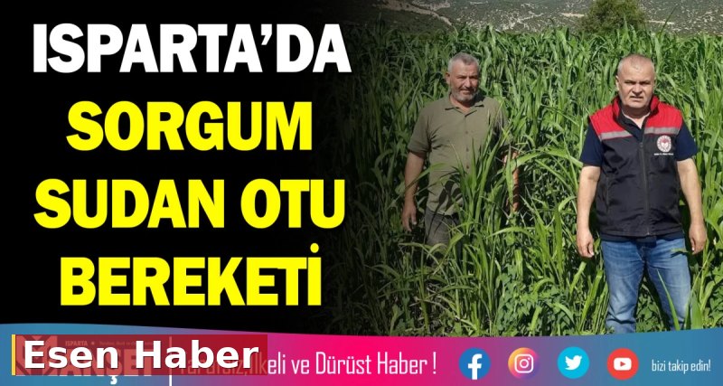 ISPARTA’DA SORGUM SUDAN OTU BEREKETİ